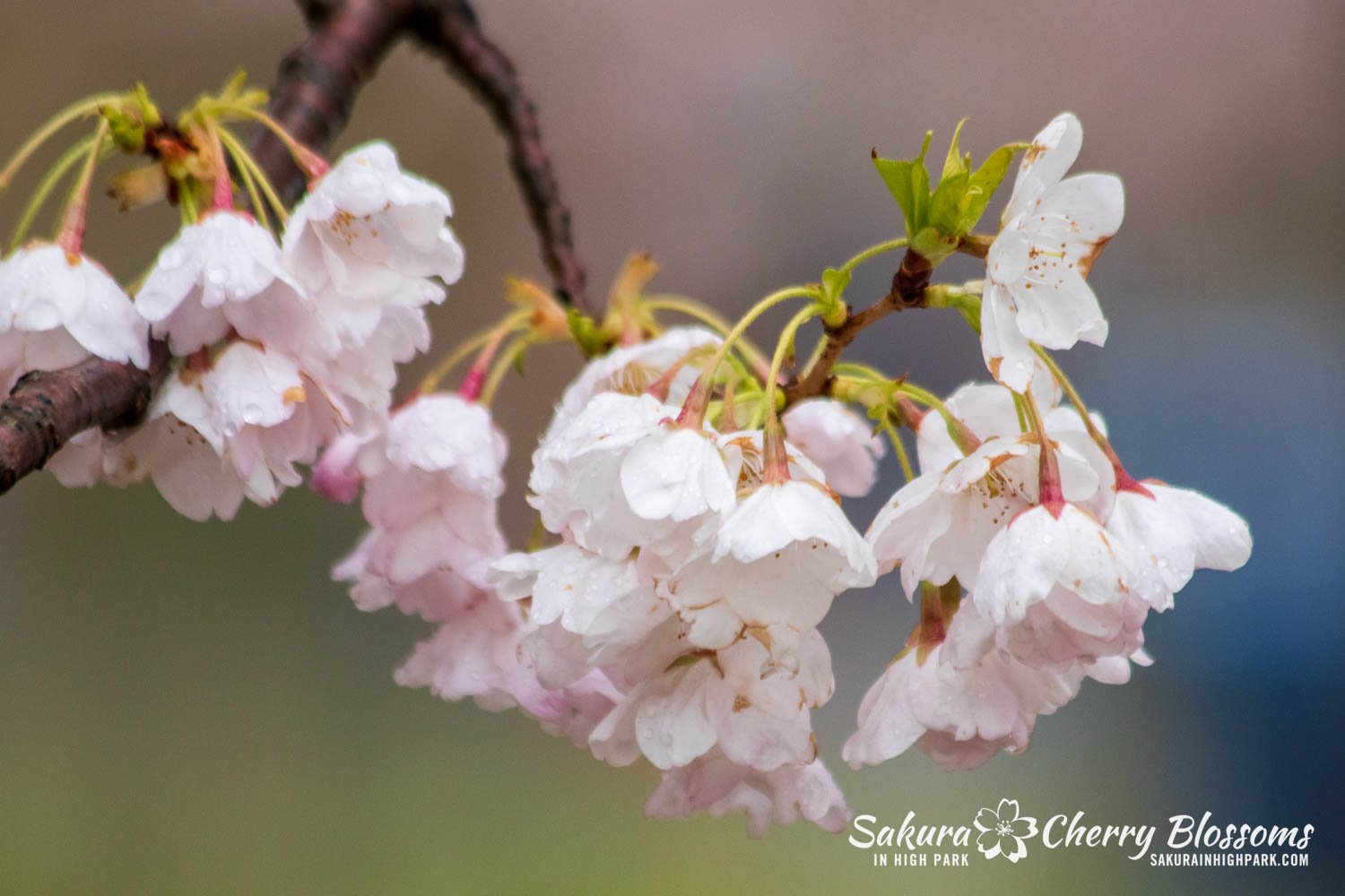 White Blossome Turning 157 【公式通販】